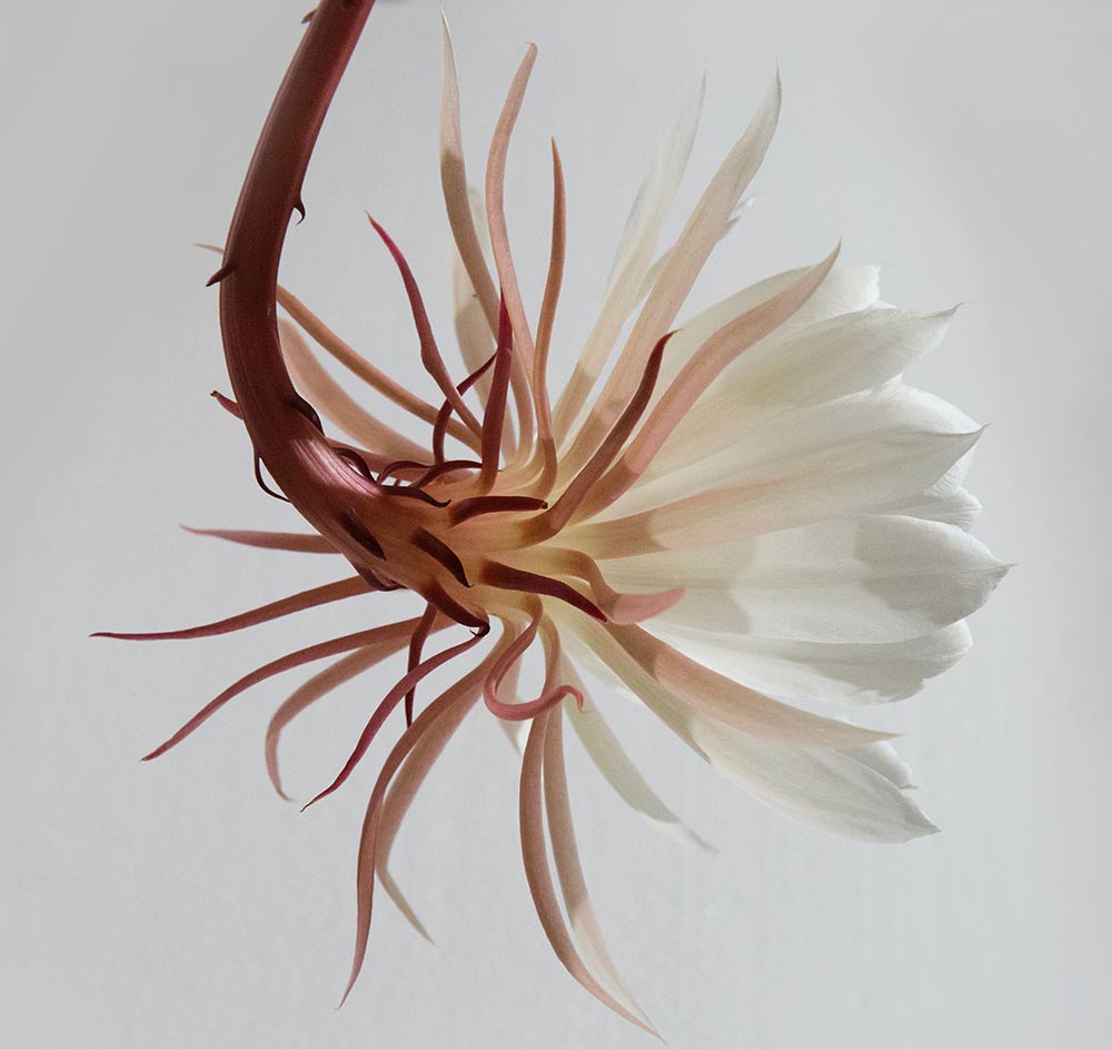 Image of the flower by José Ignacio González Pansiera